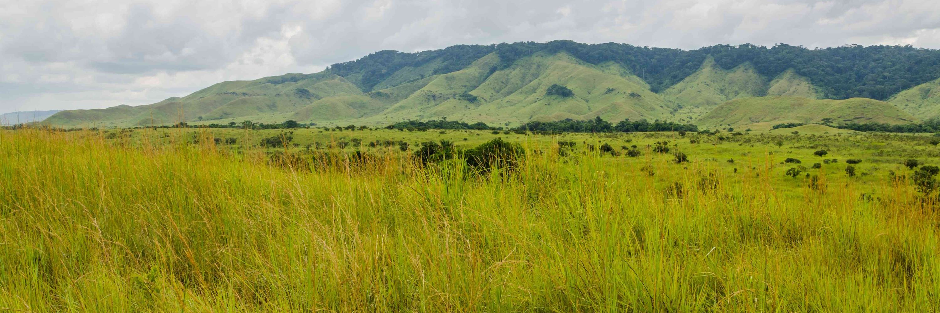 Central African Forest Initiative