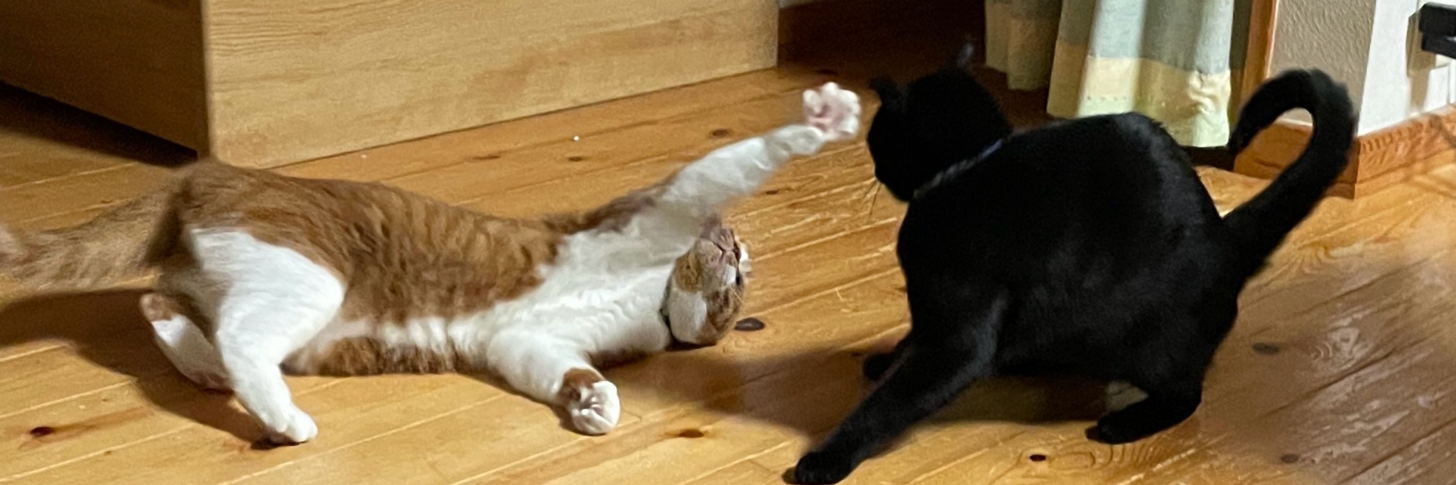 いぬころ