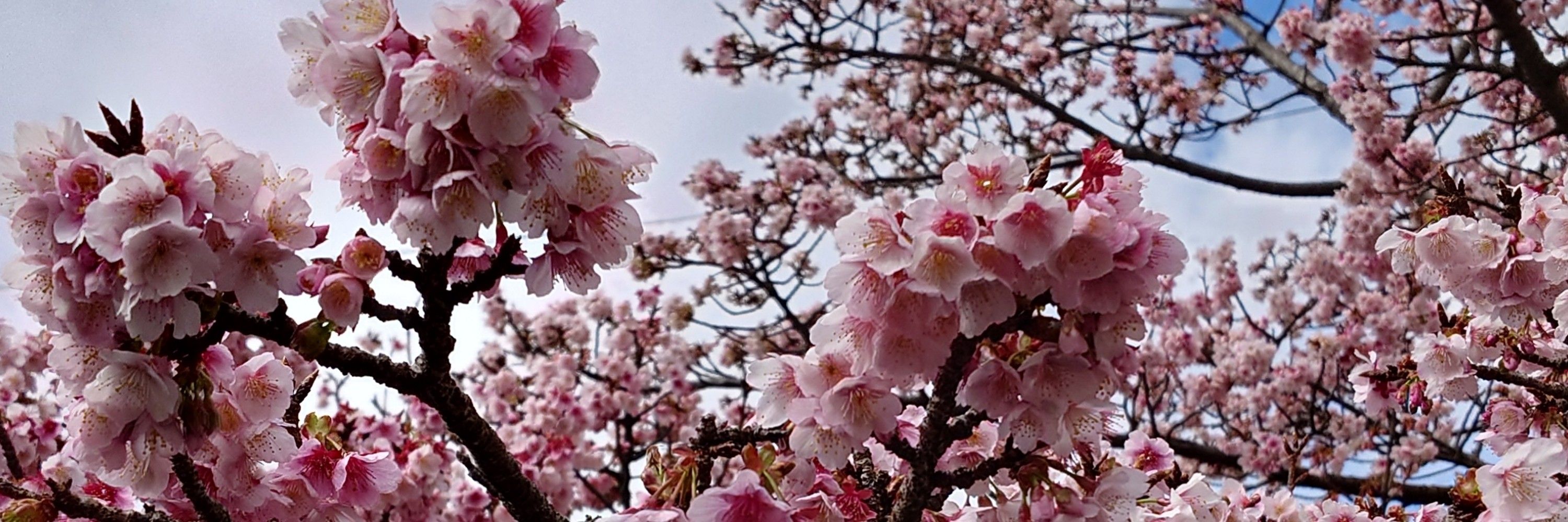 きむこ