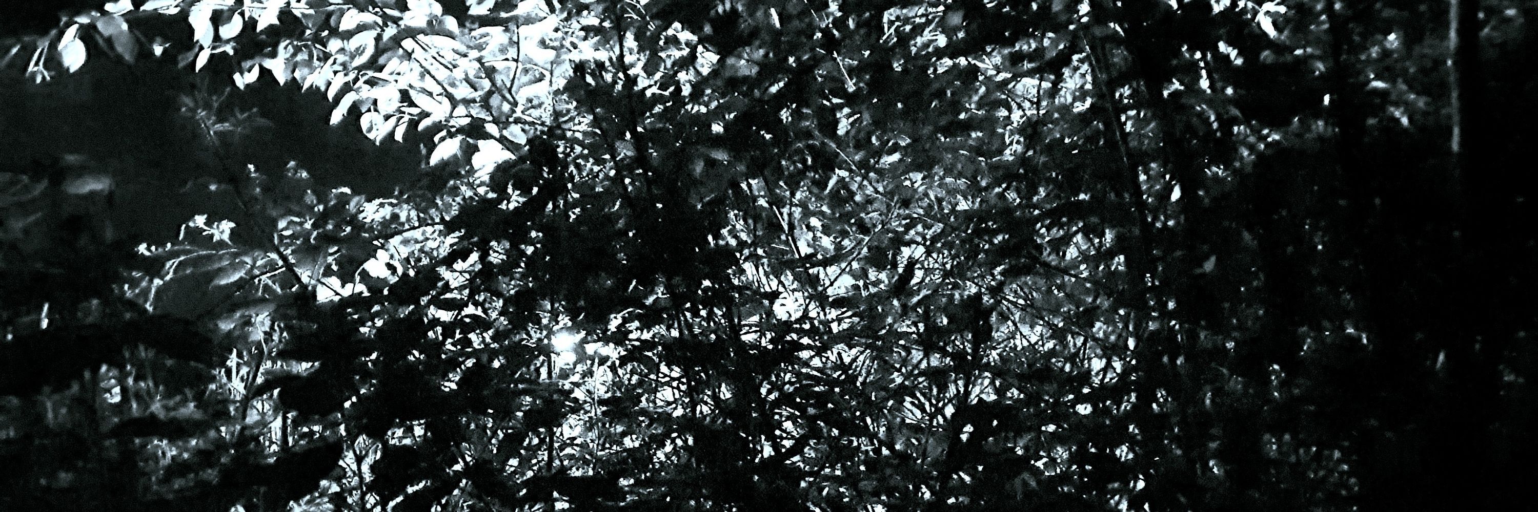 bluemoth