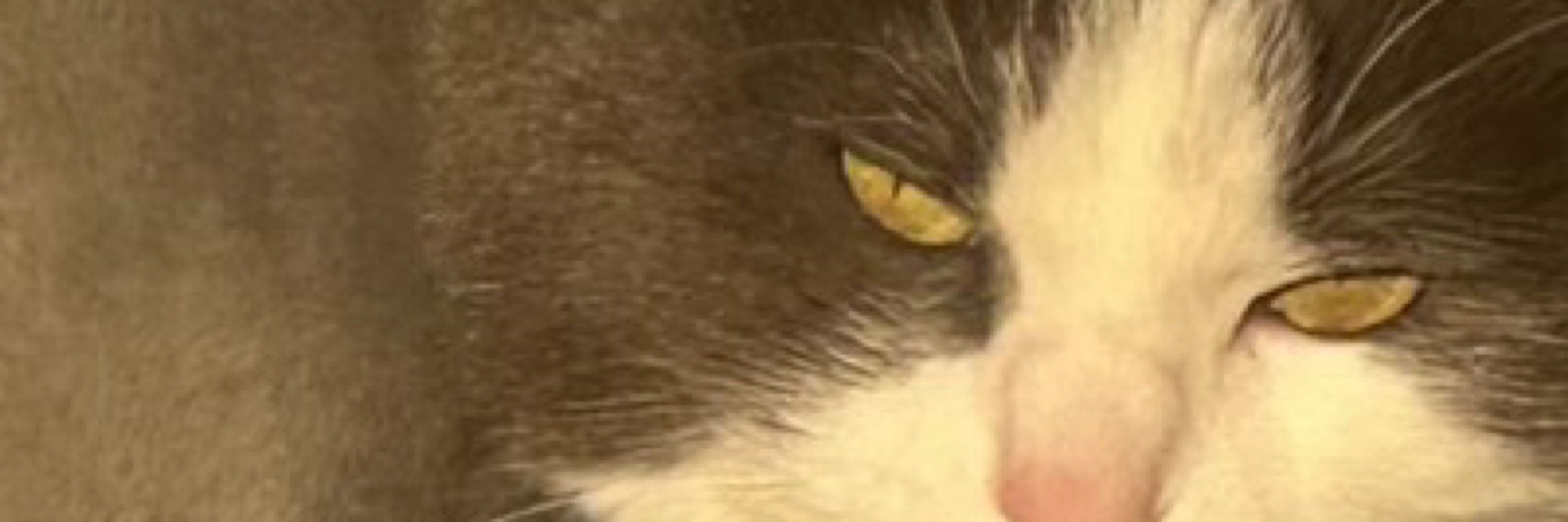 Kamala cat
