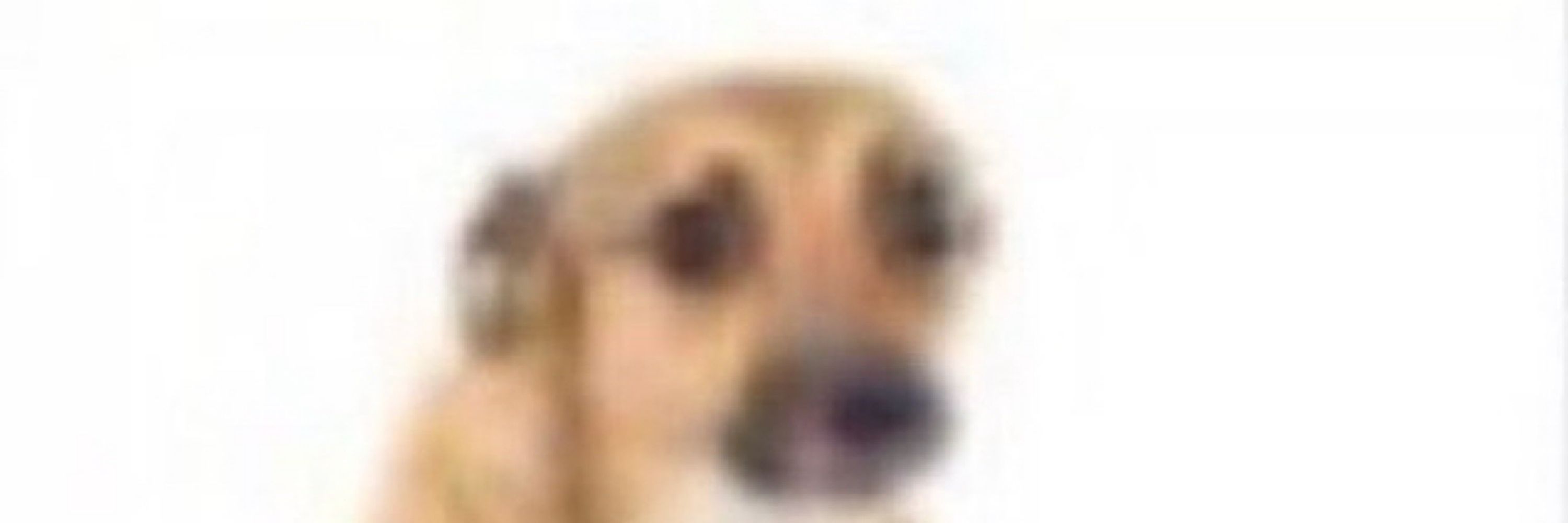 Guibi 