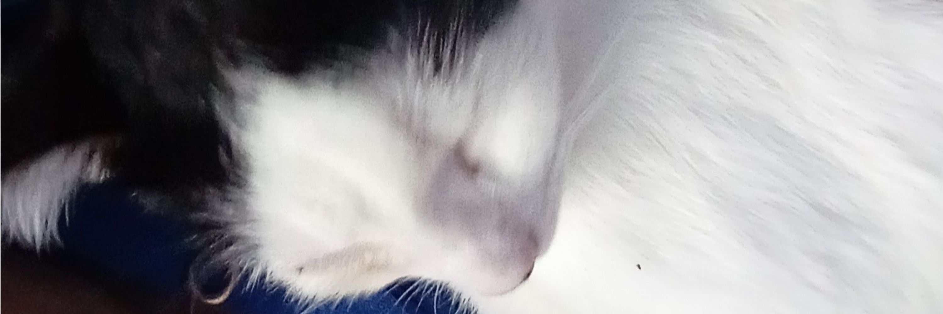 FuzzyPixelzz