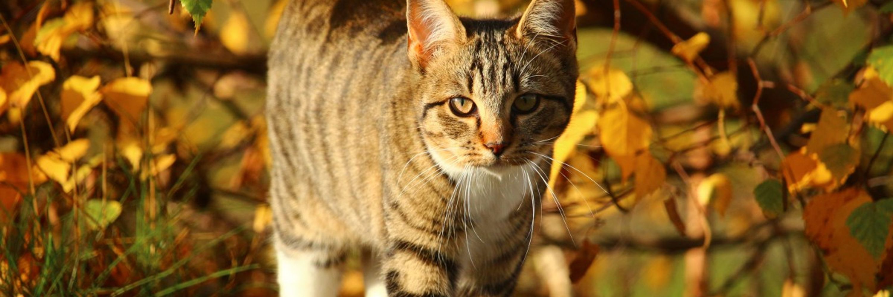The Cat Network