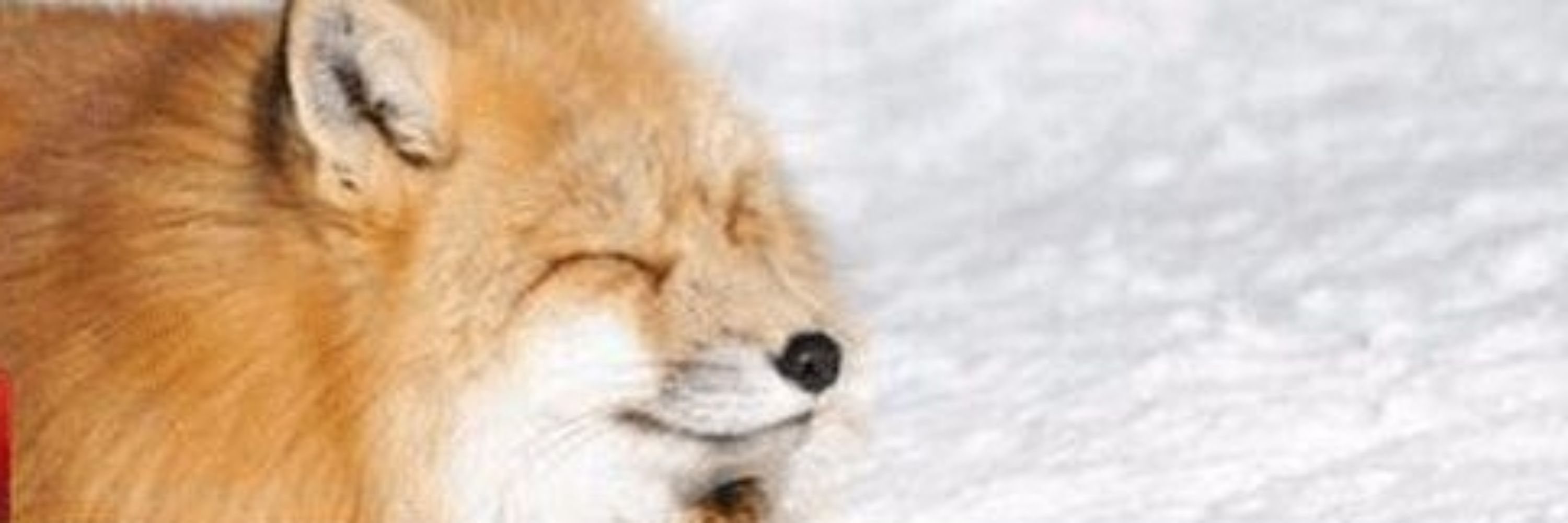 NamelessFox