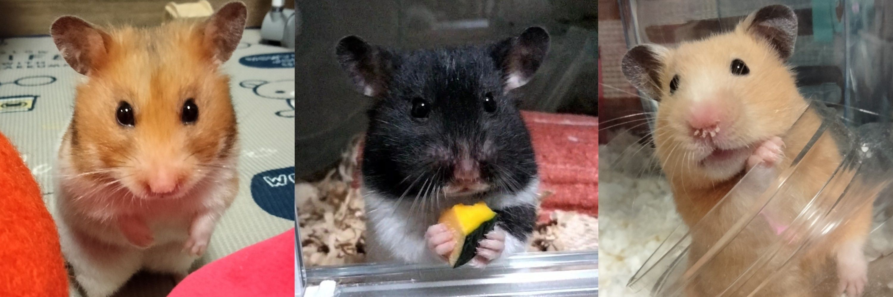 PiZu🐹