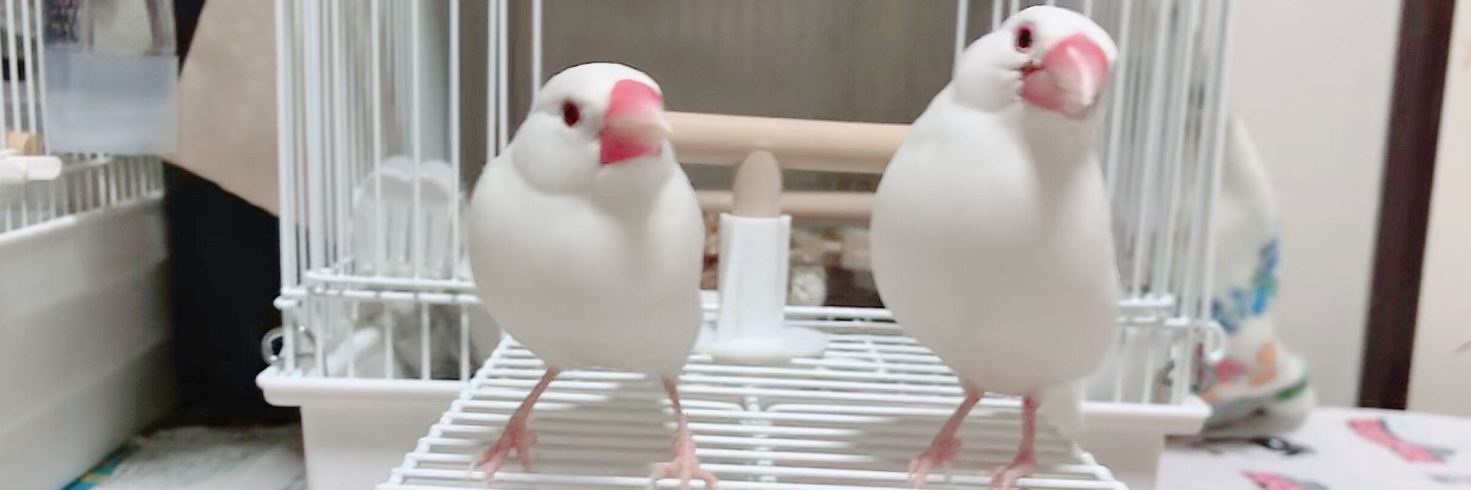 ぶんちょるの