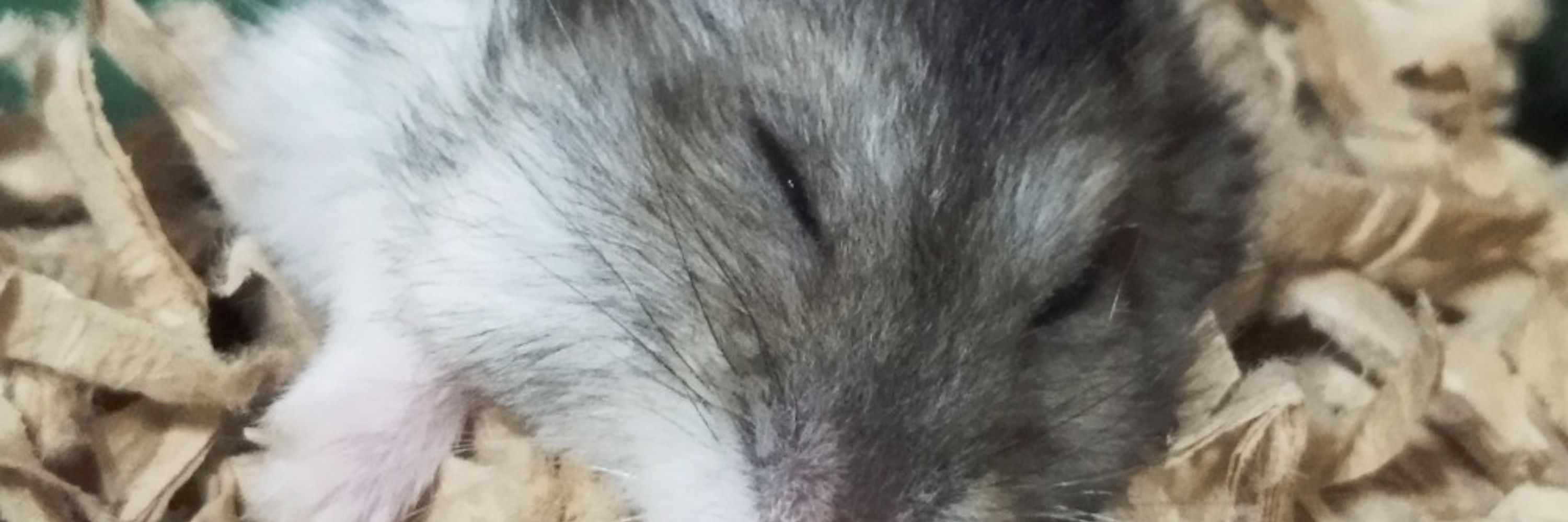 ふわ