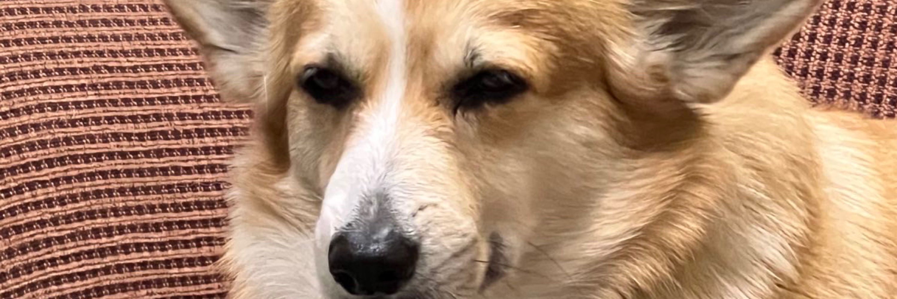 Ham