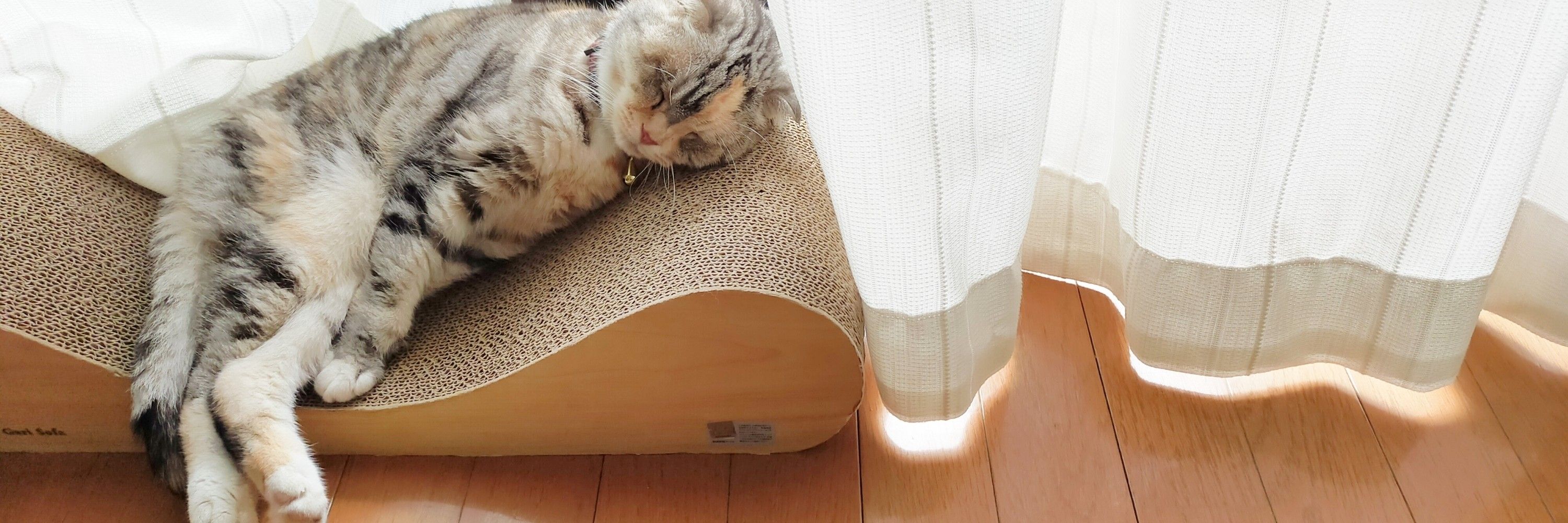 salt（猫と二児の親）