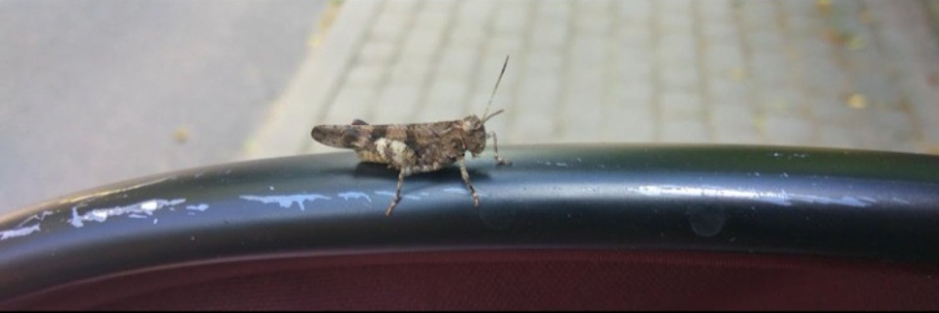 Mantvydas Lopeta