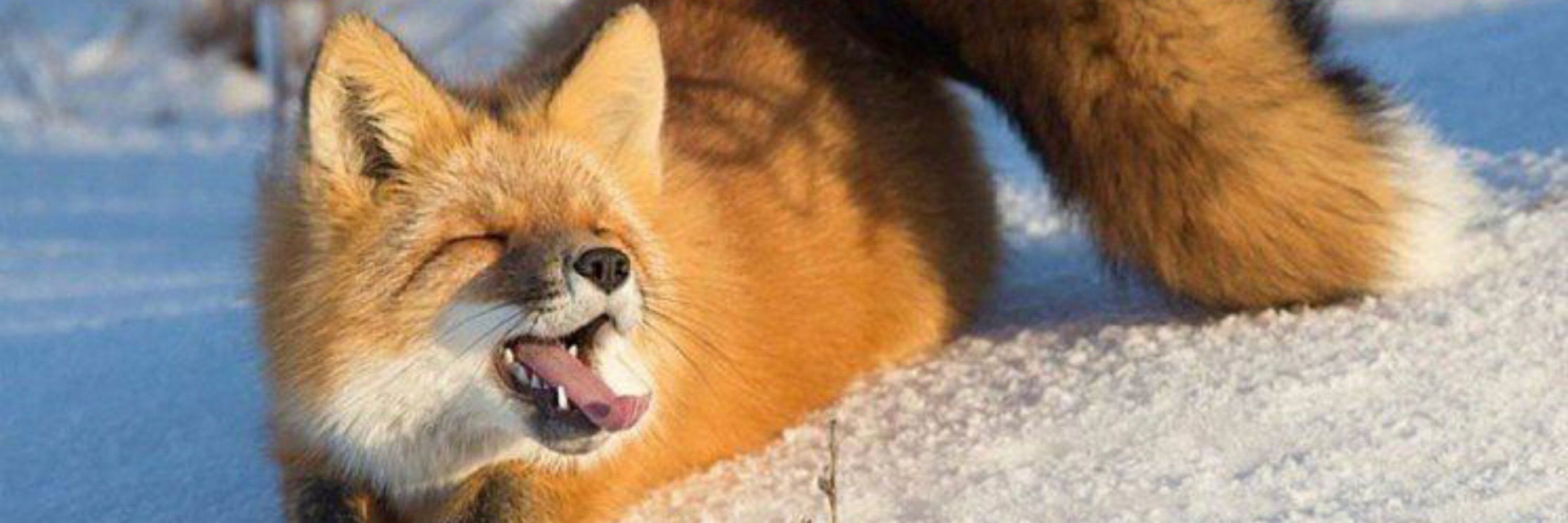 Dumb Foxxo