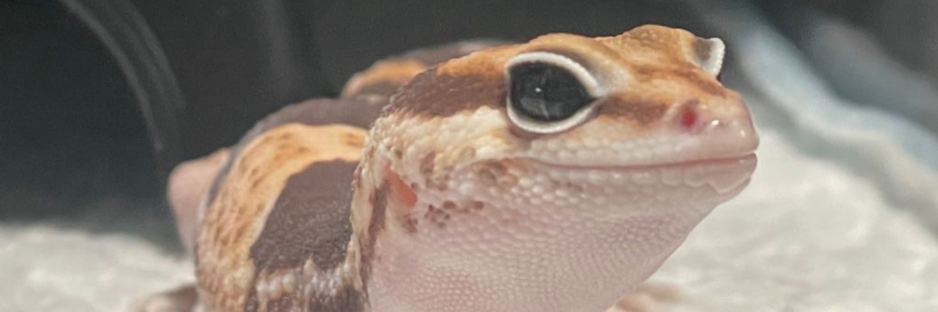 ニシアフの霧吹き係