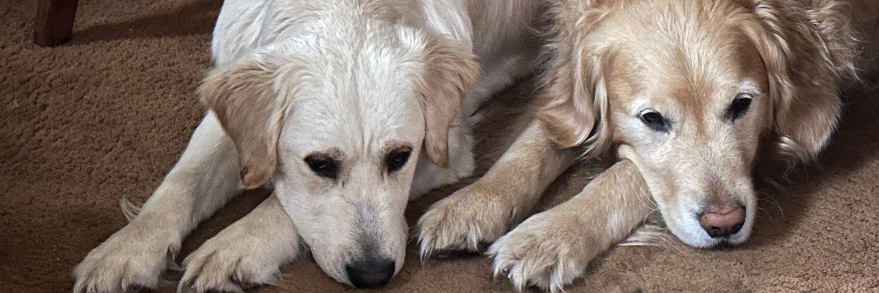 Goldens Rufus and Taffy