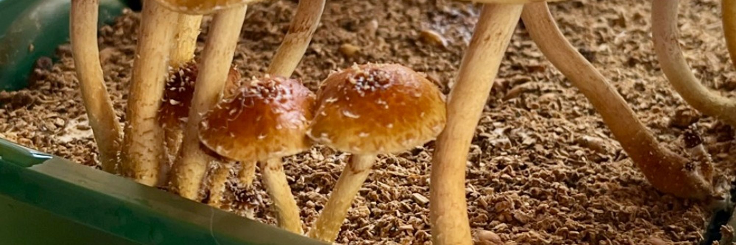 Mushroom Makers