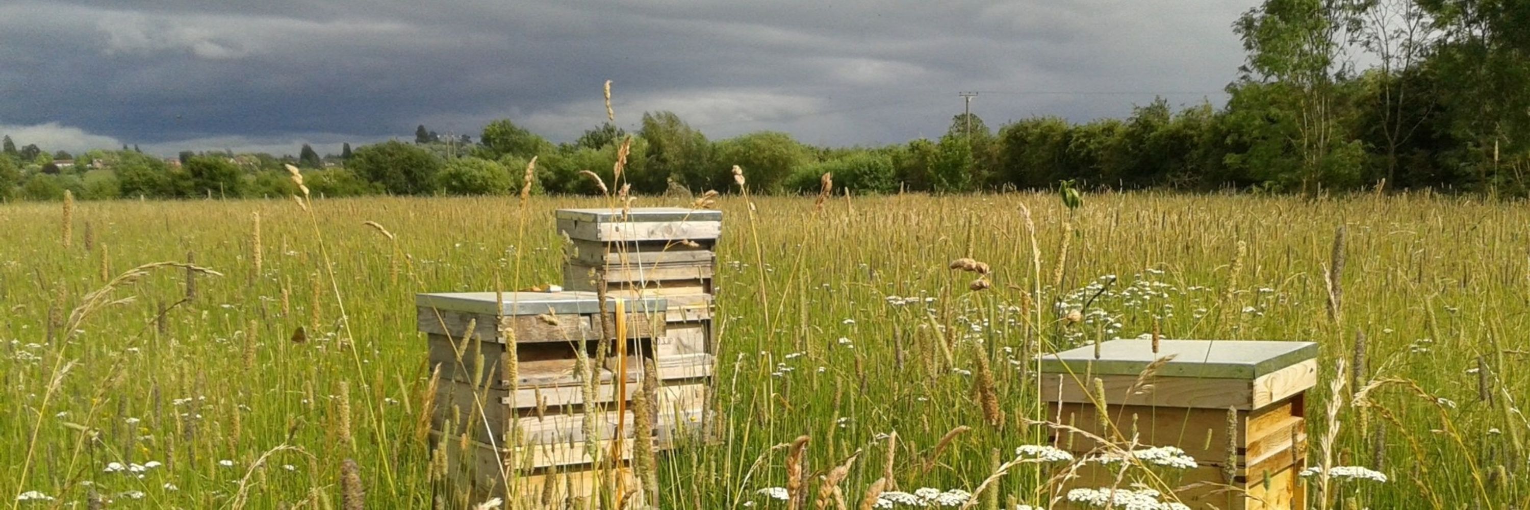 Foragers Bee & Honey Co.