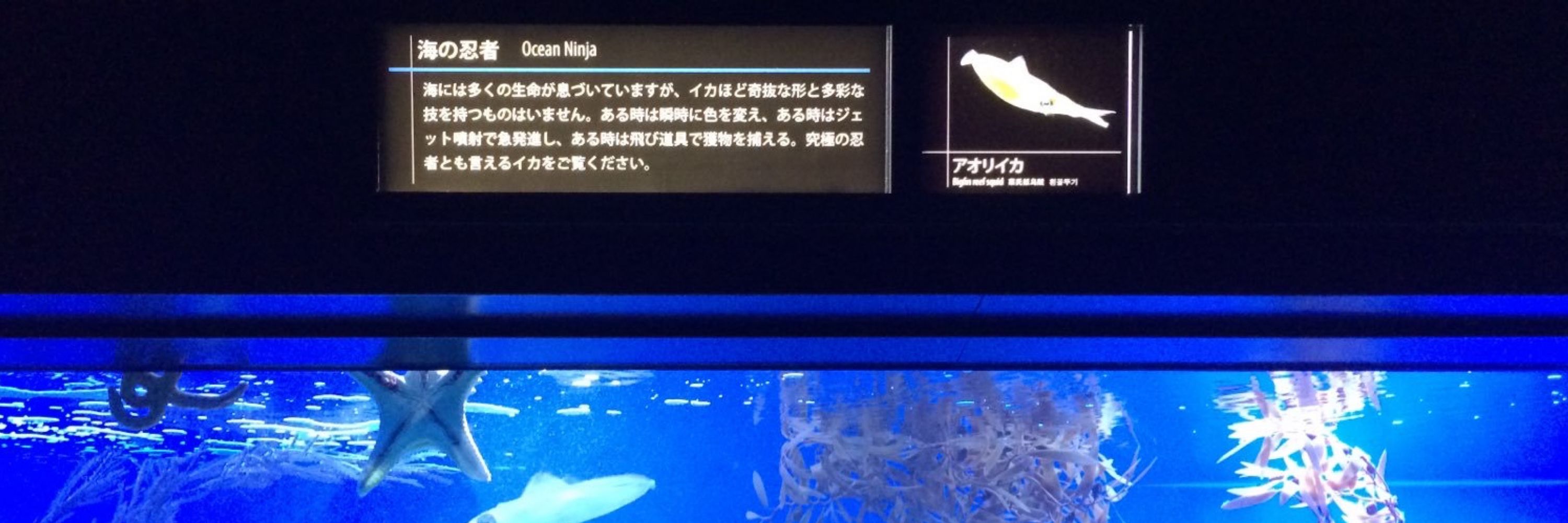 水槽