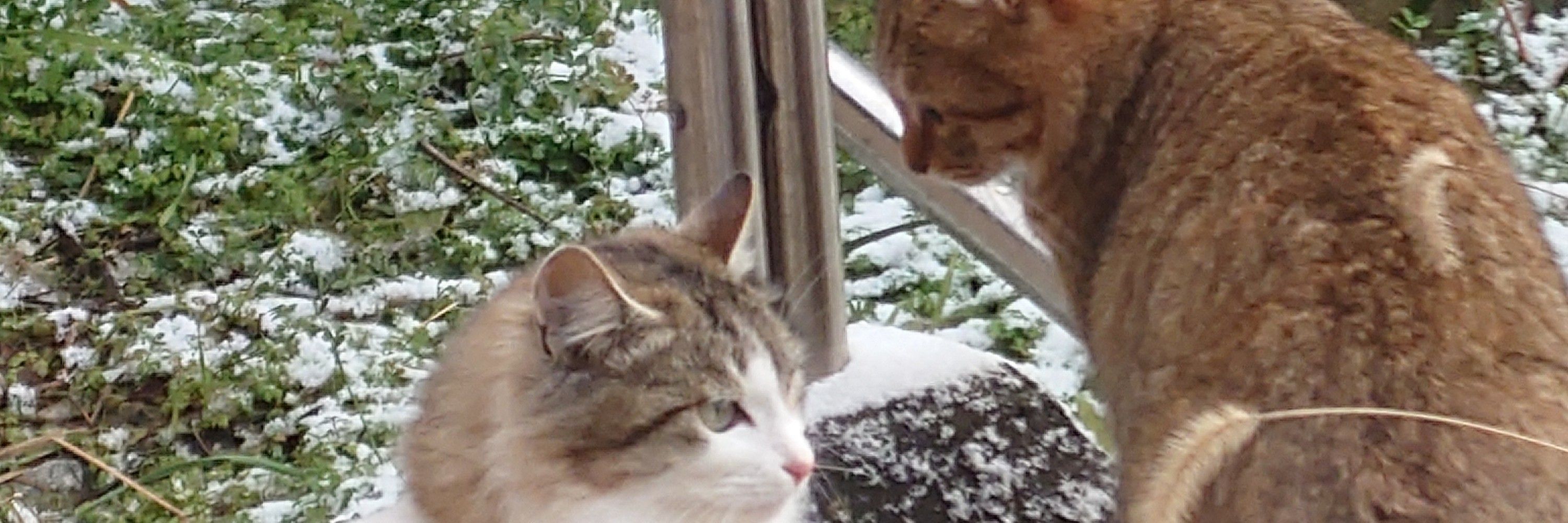 みたらしつくね