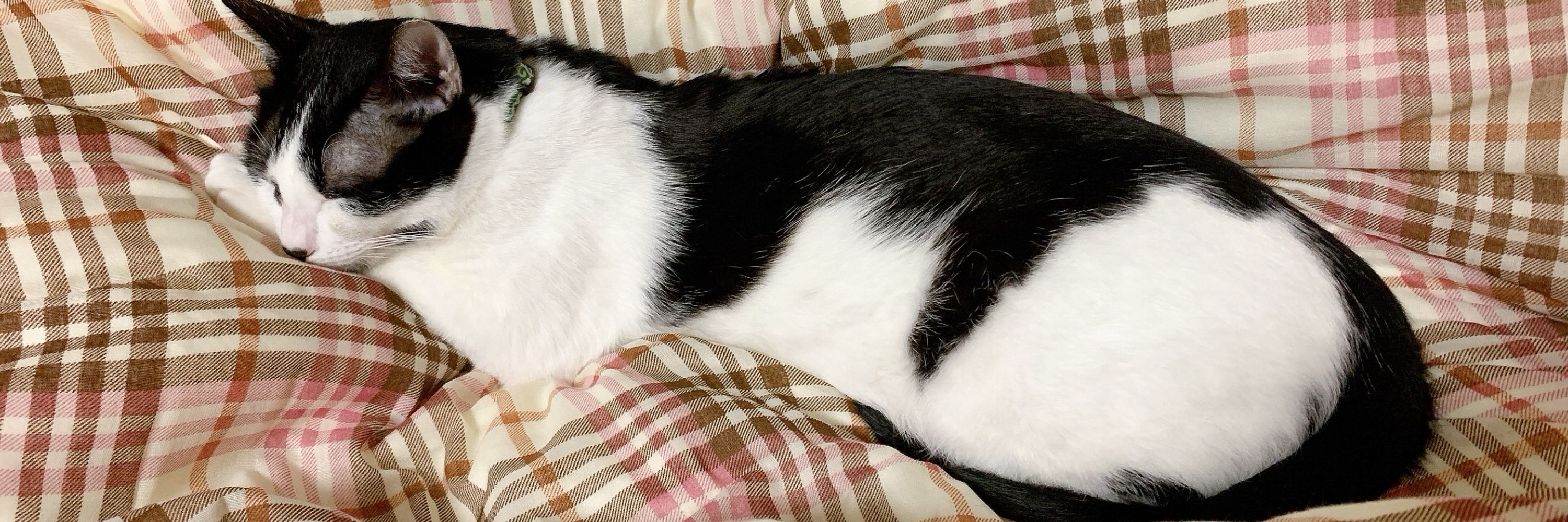 ヒロト