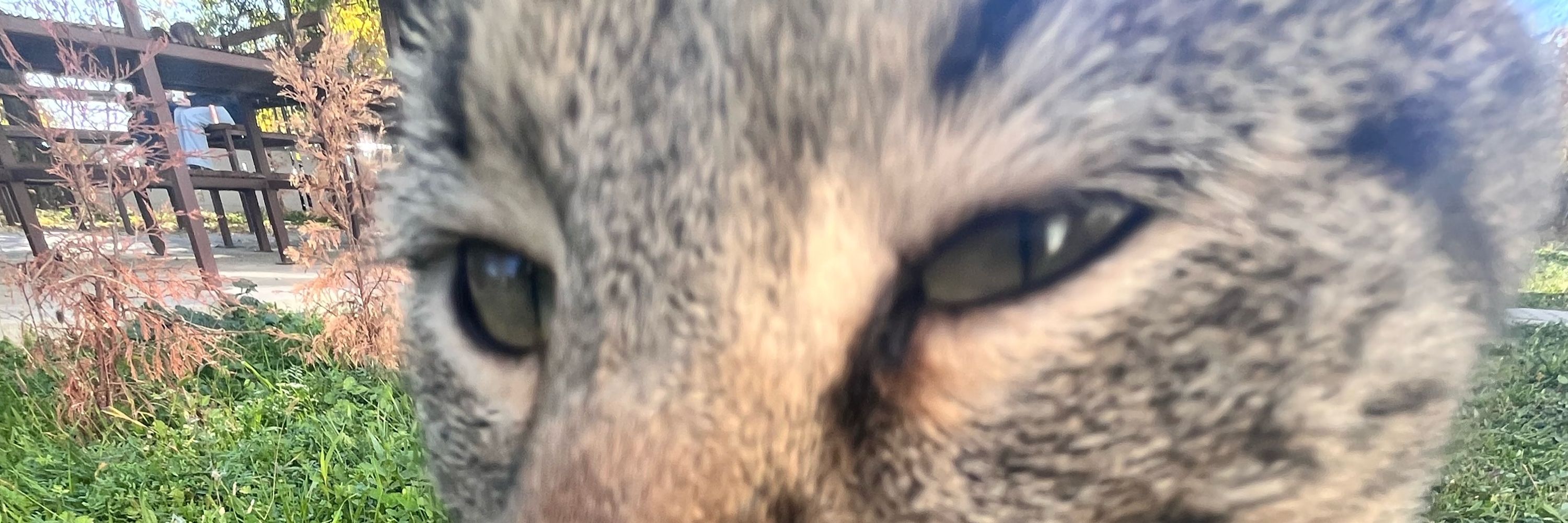Minty.png