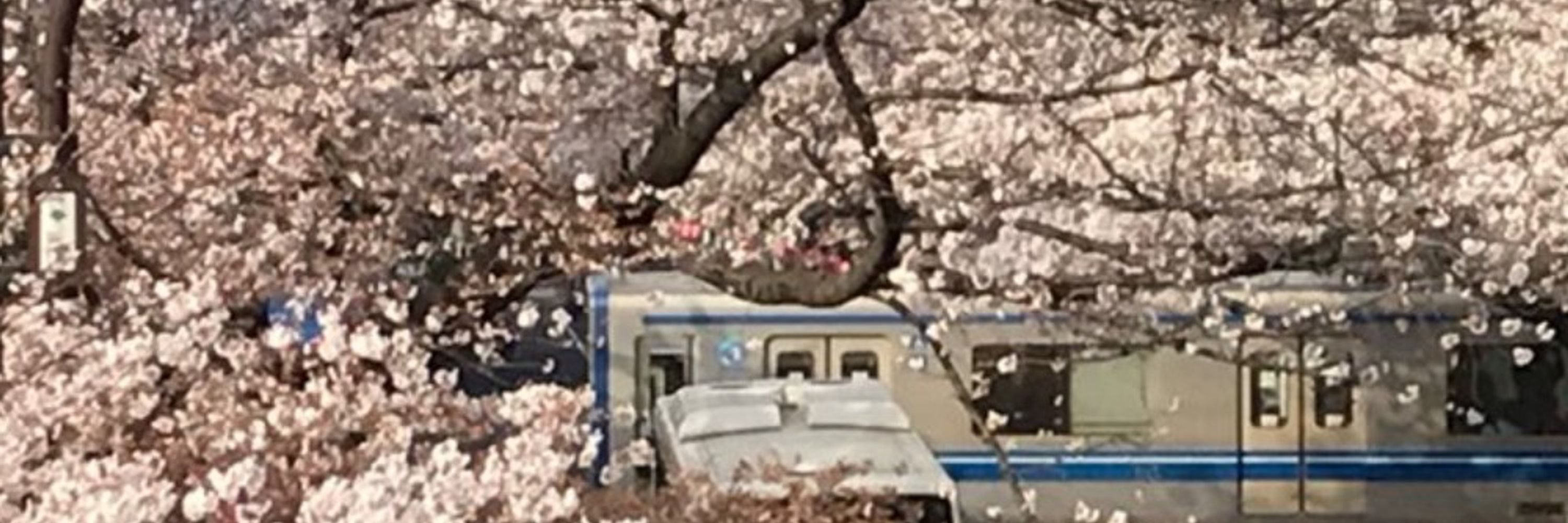 みそ