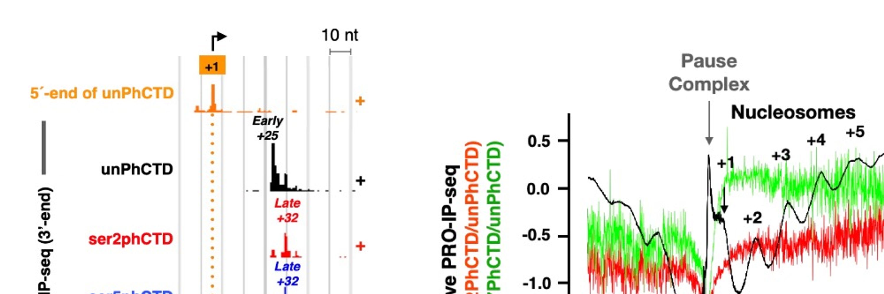 Molecular Genomics Lab