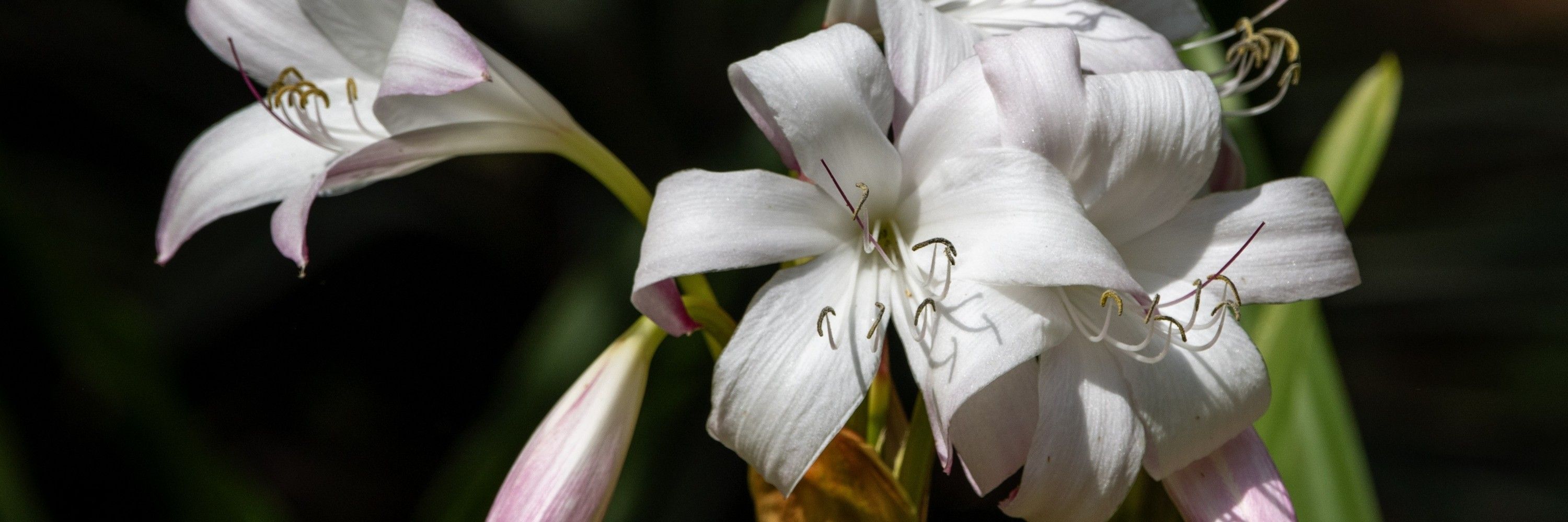 ButterflyGarden
