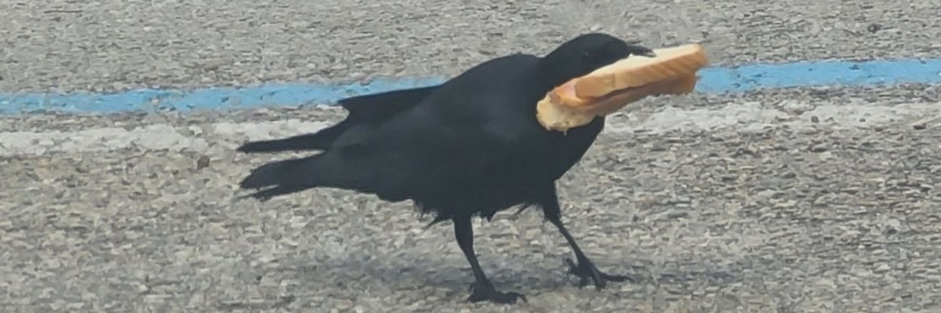 24 crows