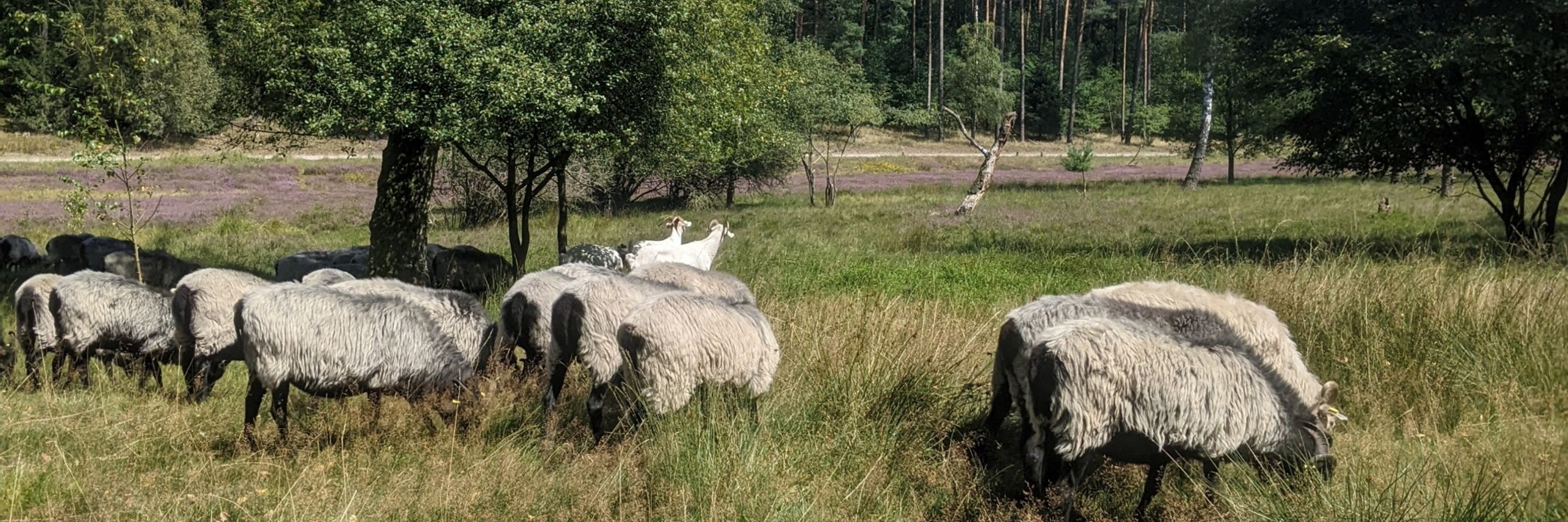 Kröthilda