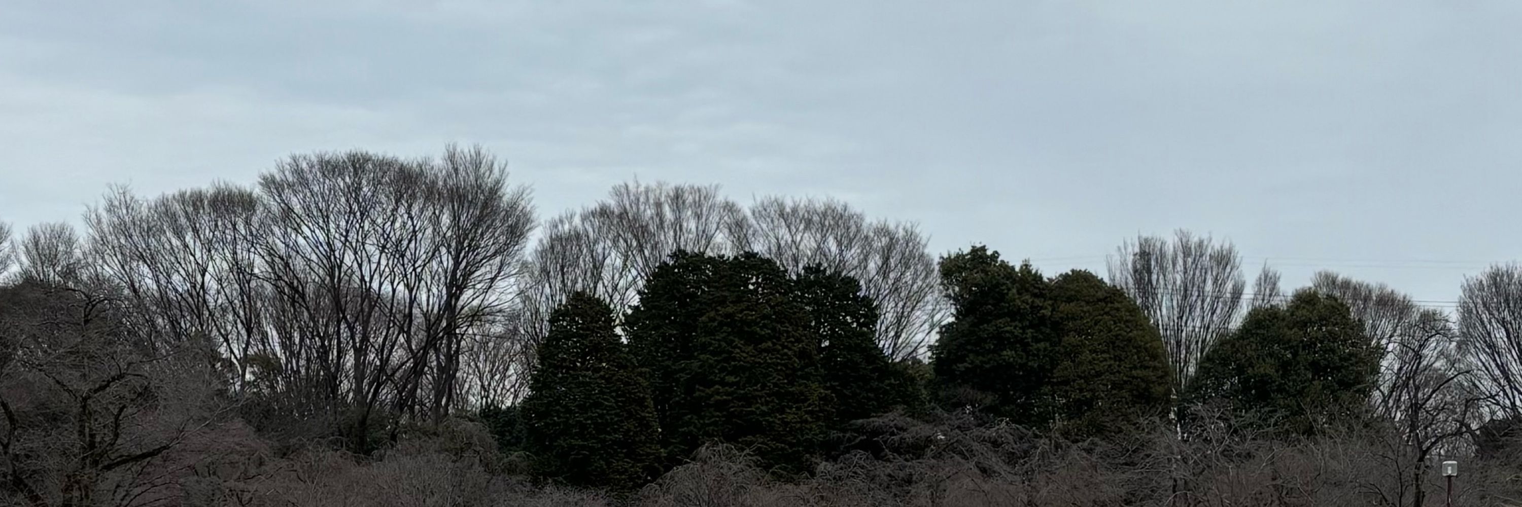 maruyama rui