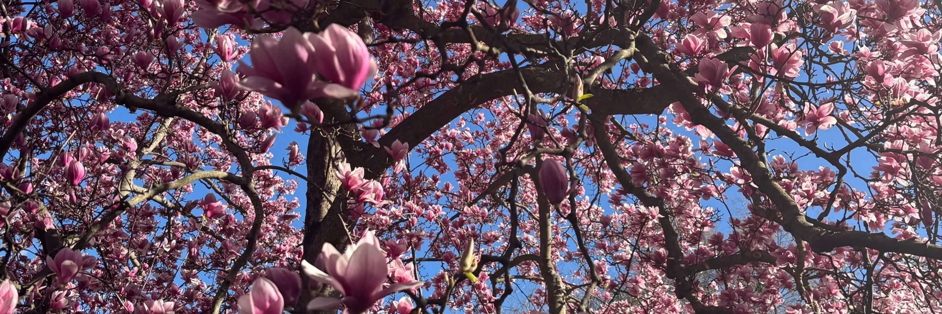 Dumbarton Oaks