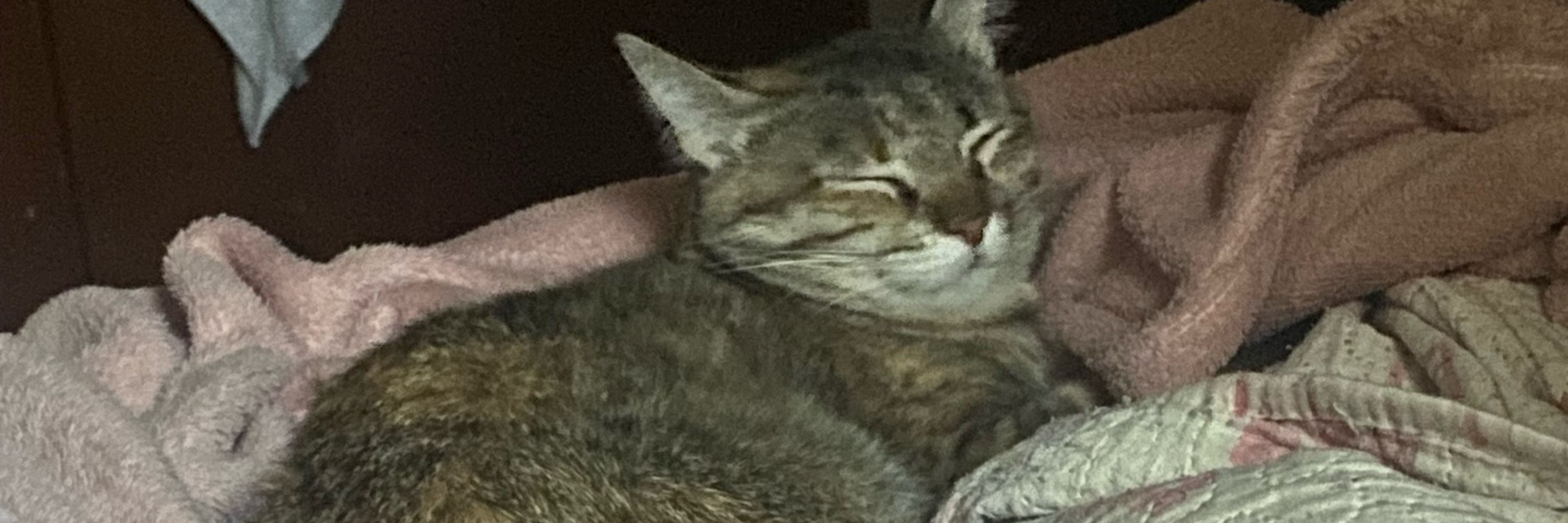 Isa.