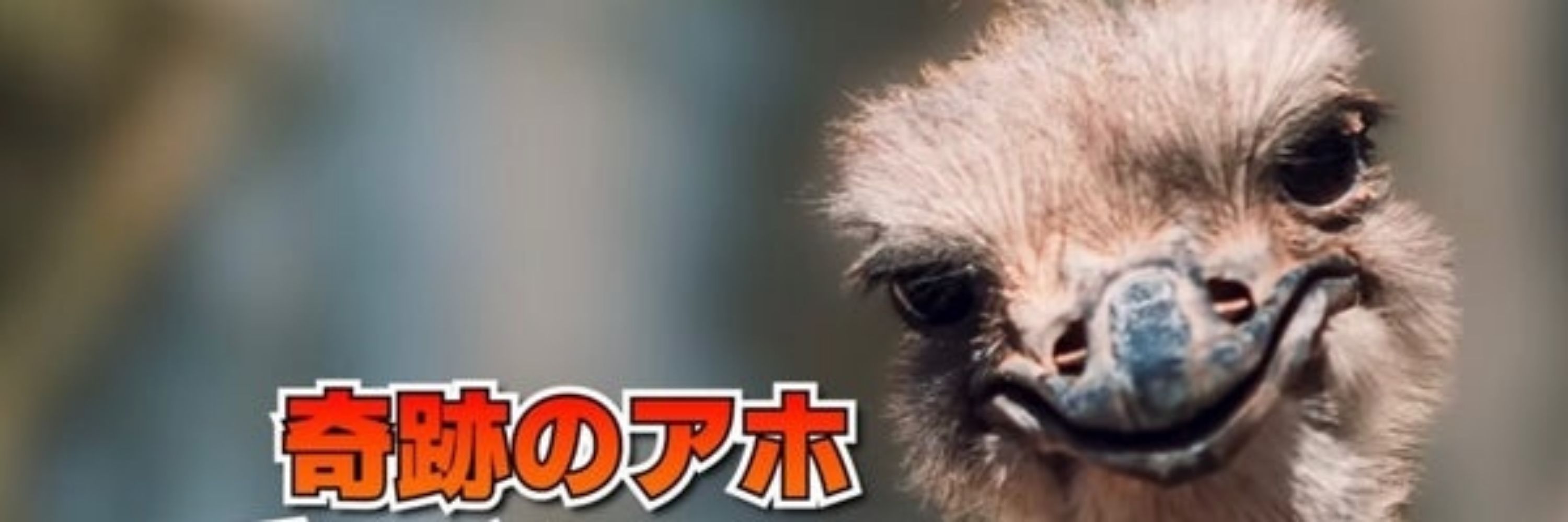 ただの山田