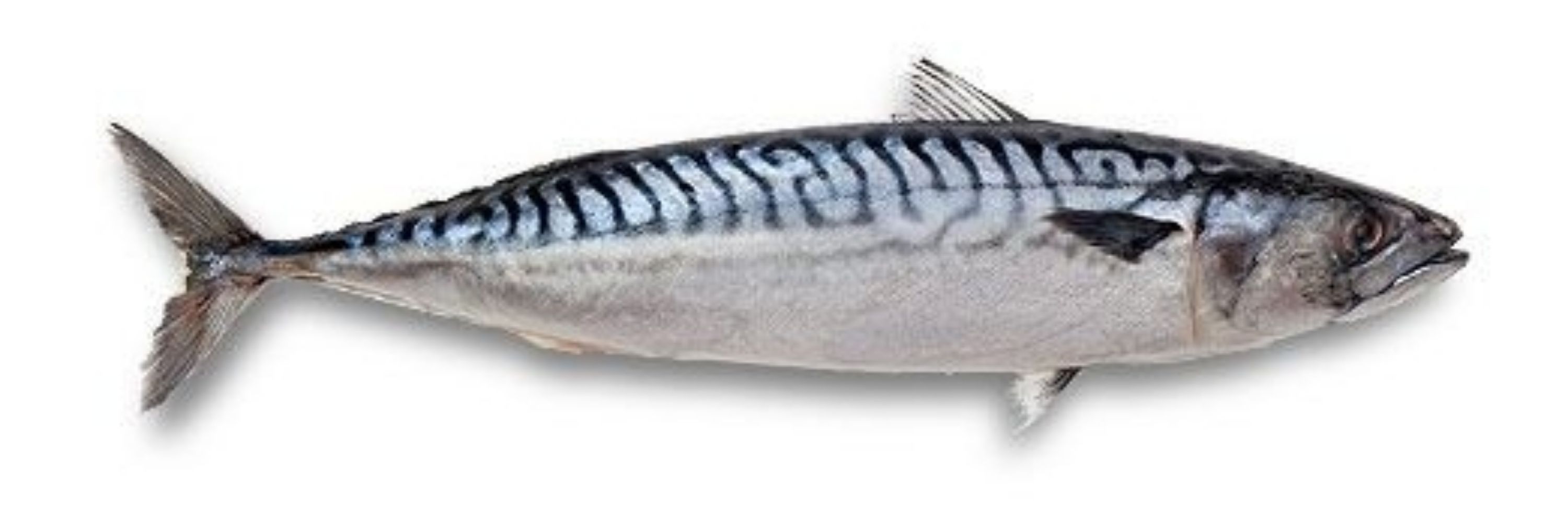 TunaMoon
