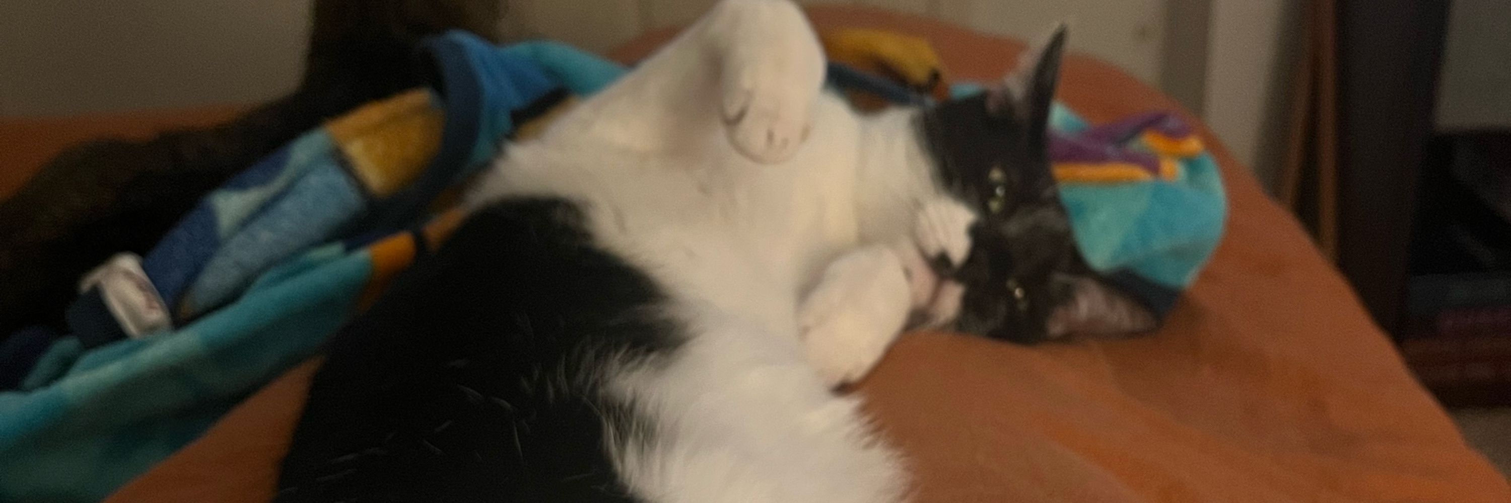 Cait E