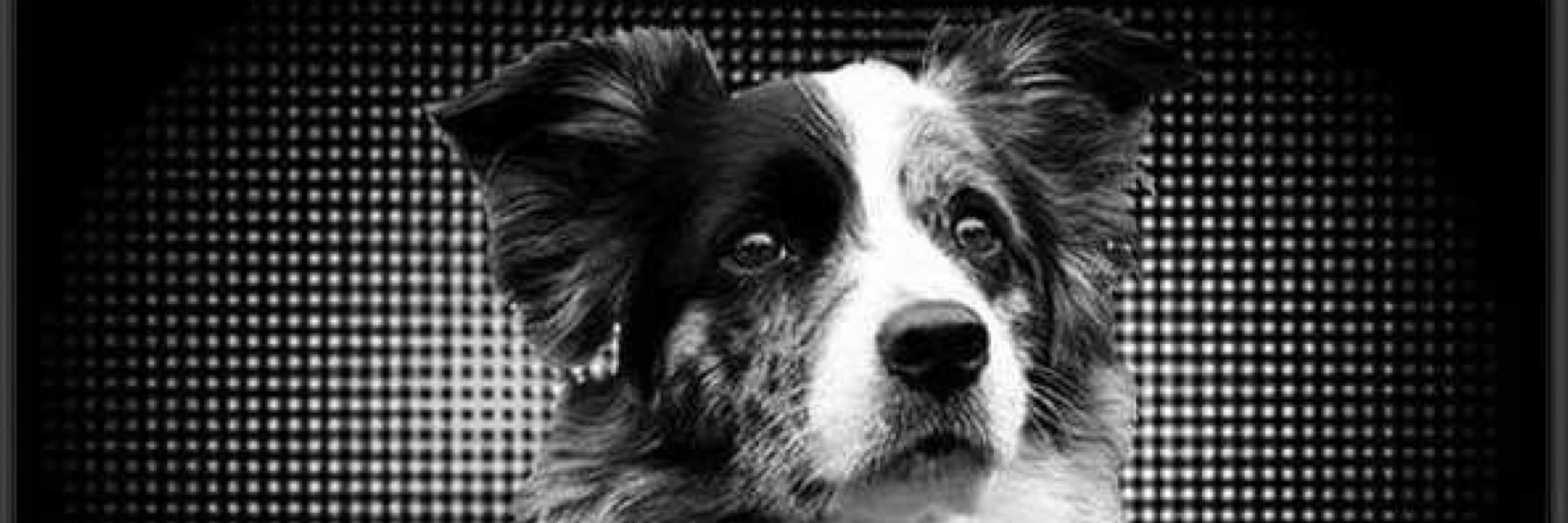 Border collie for rehoming