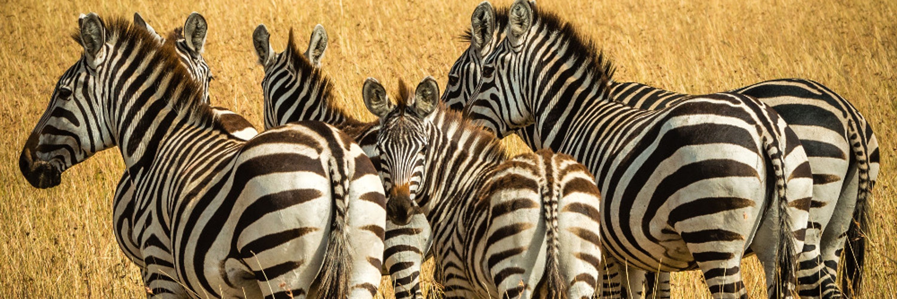 HoofbeatsEqualZebra