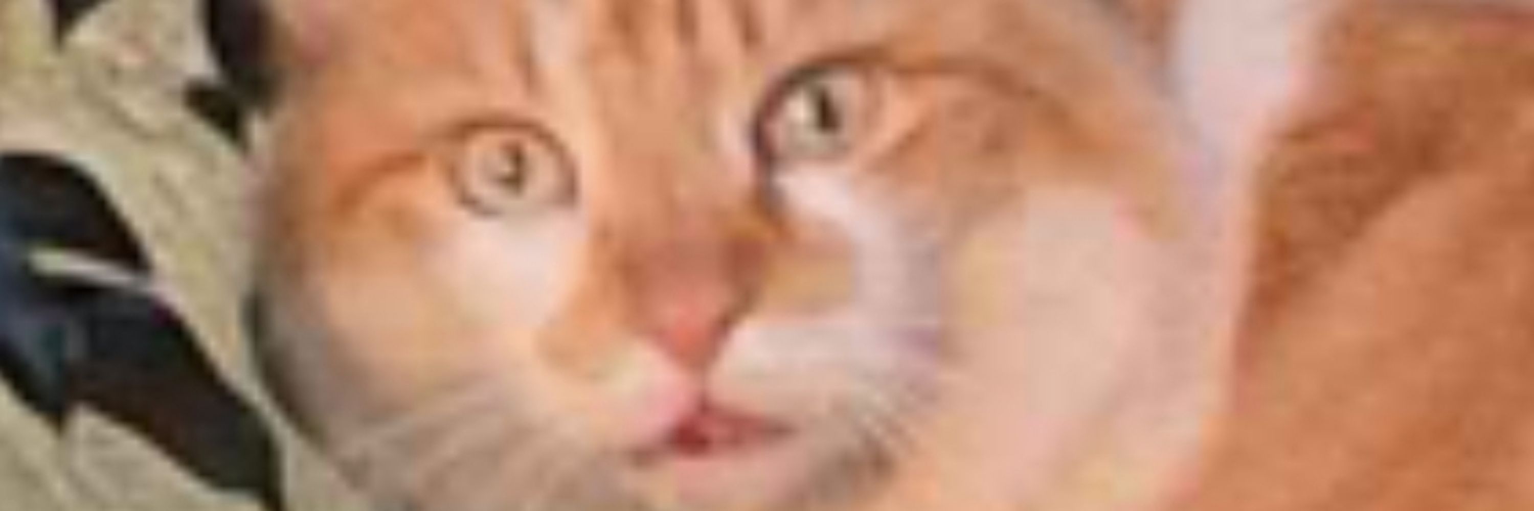 Zₐᵧₙₑ'ₛ ₗₐᵦₒᵣₐₜₒᵣᵧ 𝒸ₐ𝒹ₐᵥₑᵣ 