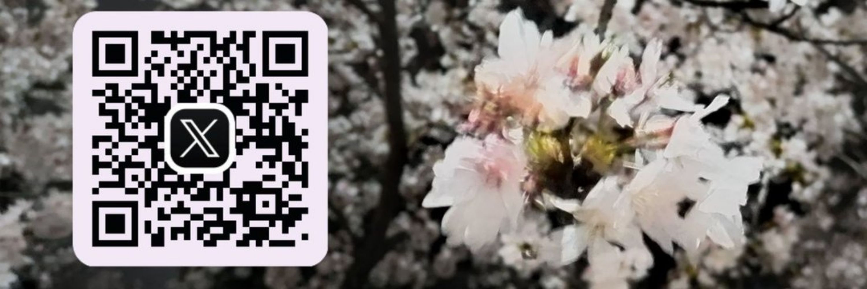 弥生桜