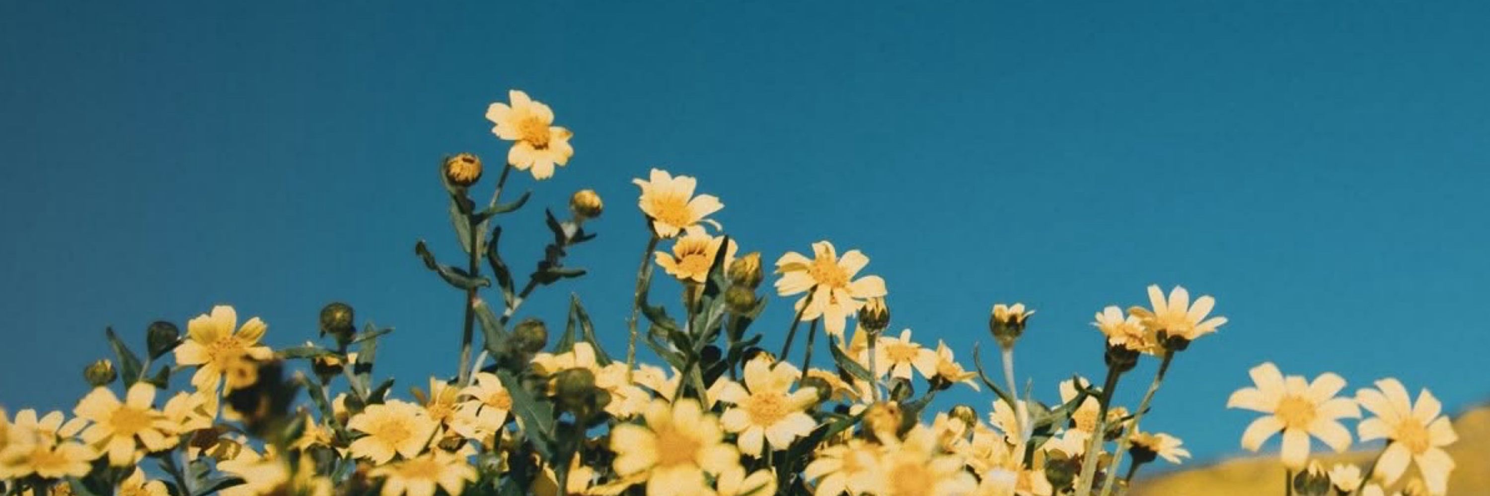 Mikha 🕊️