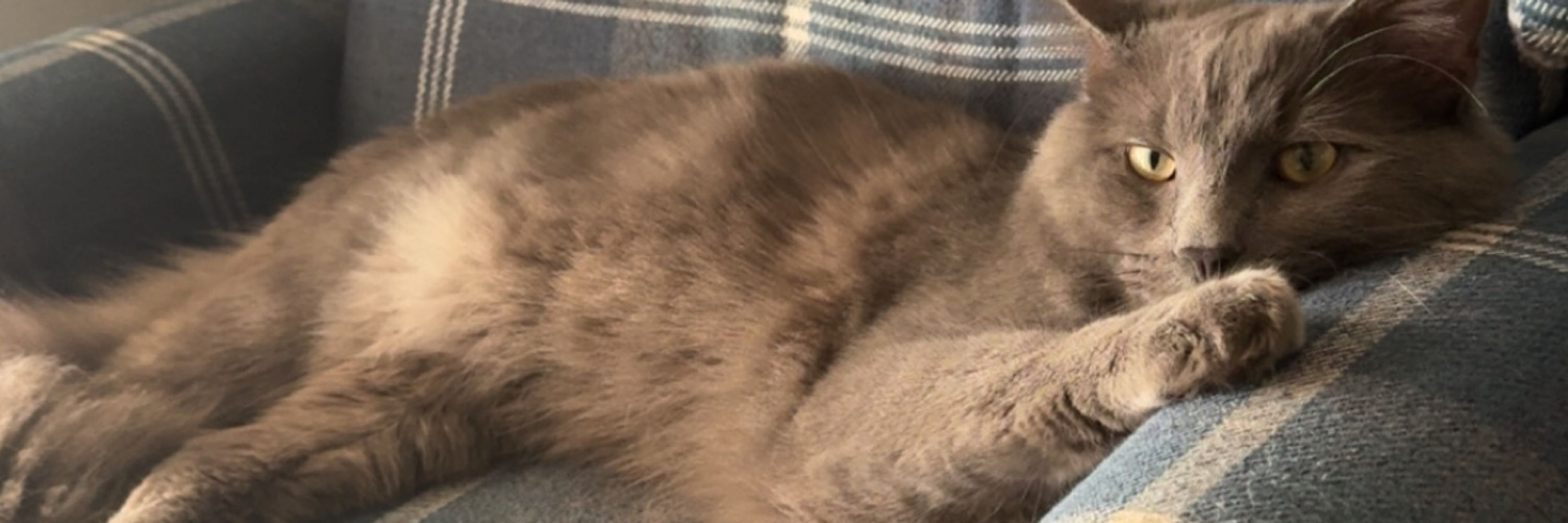 LilBit