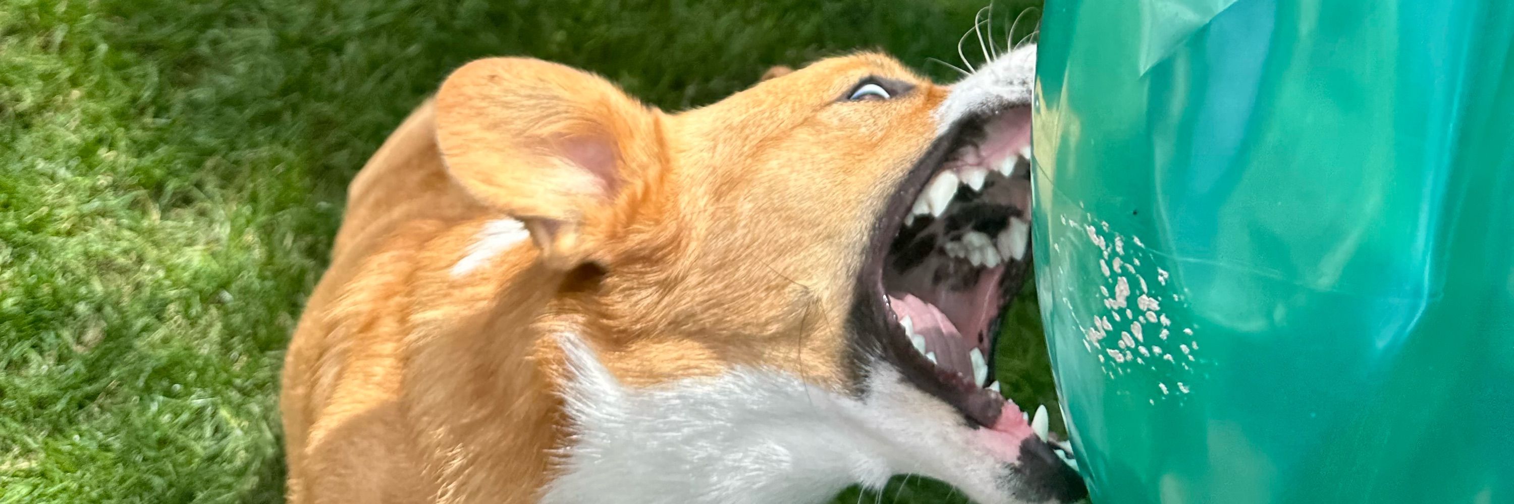 Corgisaurus Rex