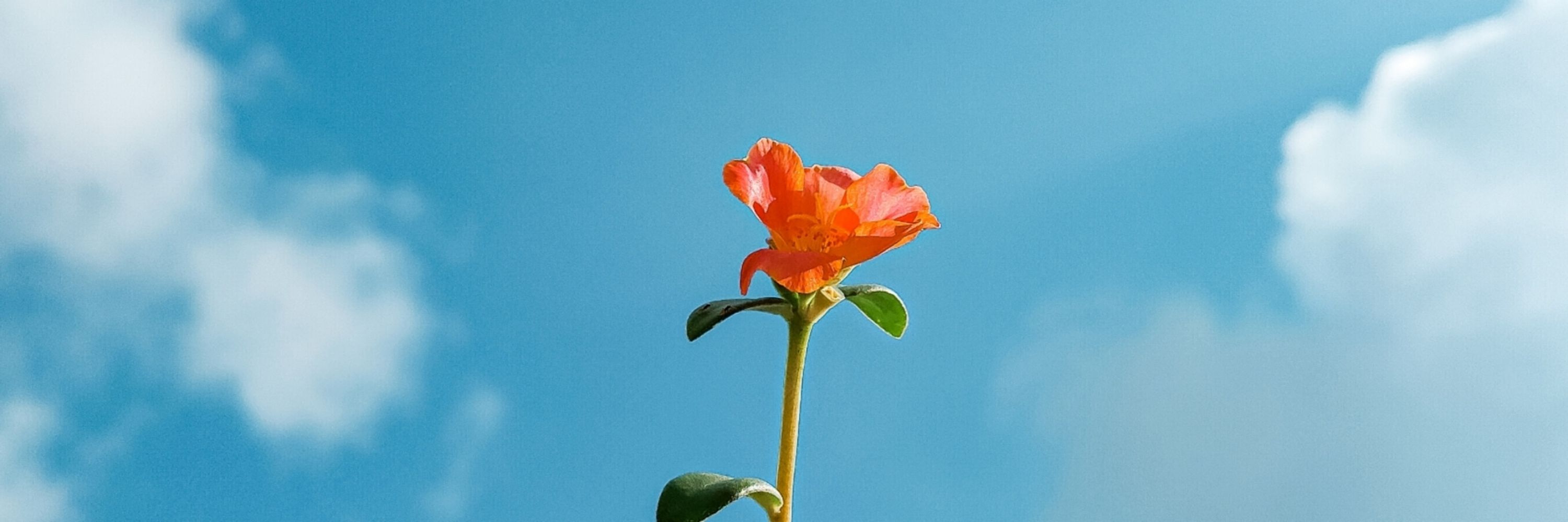 ᴡʙʜ ꜰᴛ. ᴀɢᴀᴘᴇ (｡◠‿◠｡) 🍑