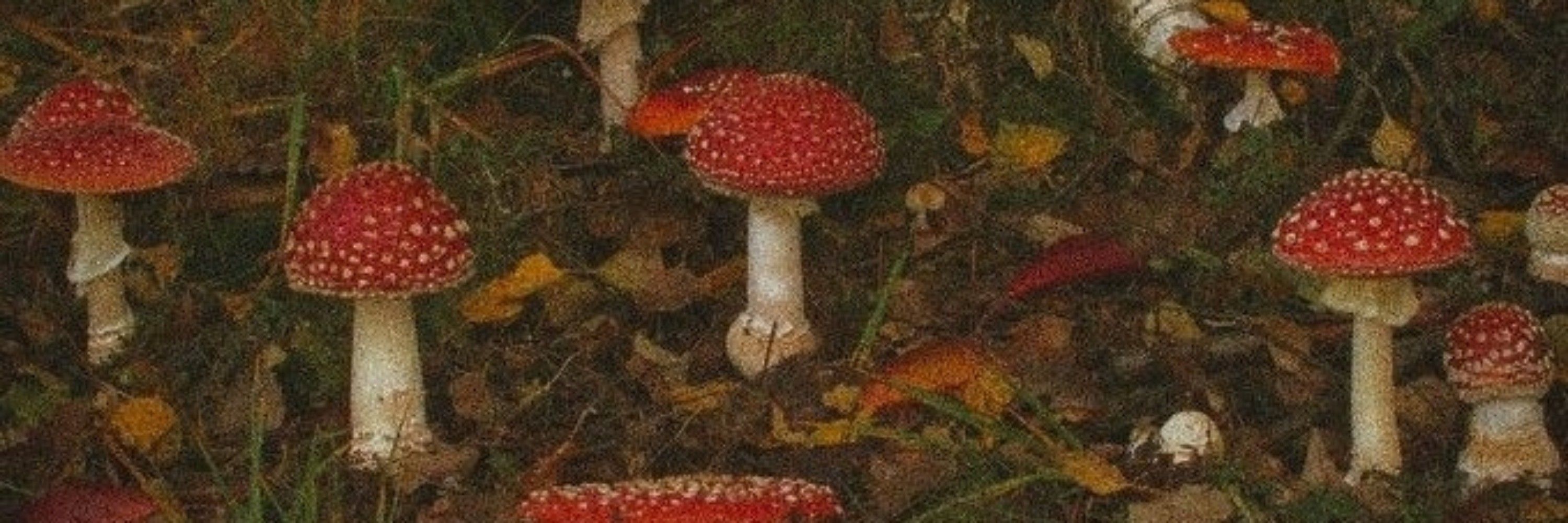 Prillart 🍄🎀