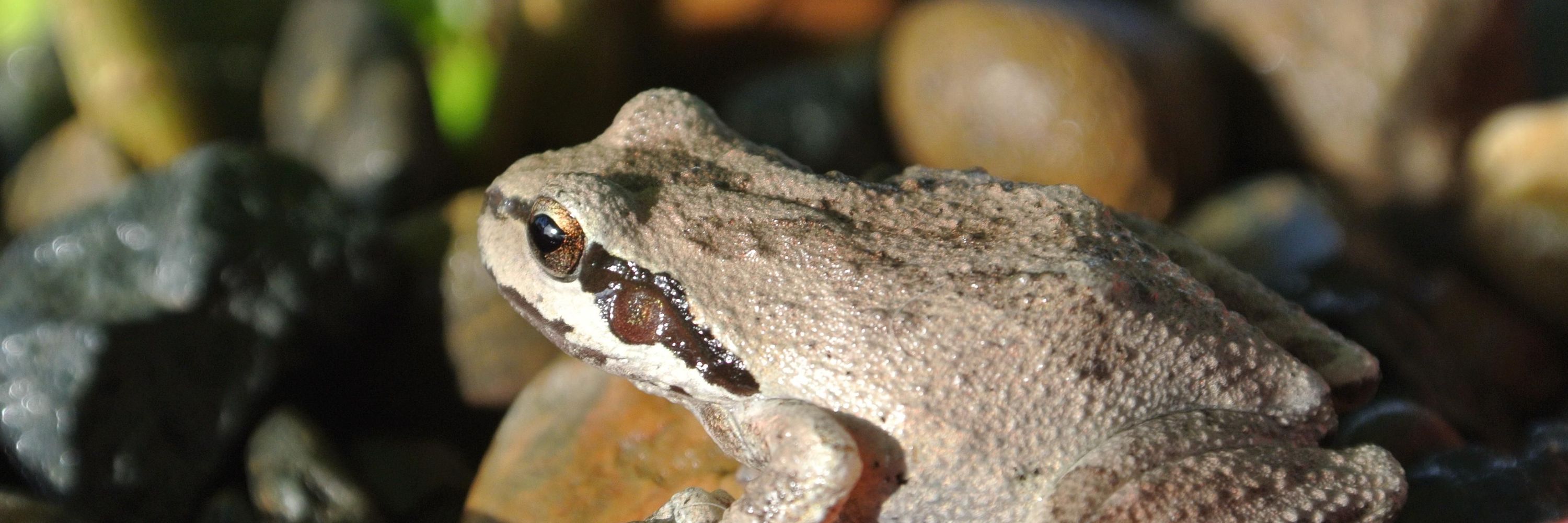 Cup Of Frog