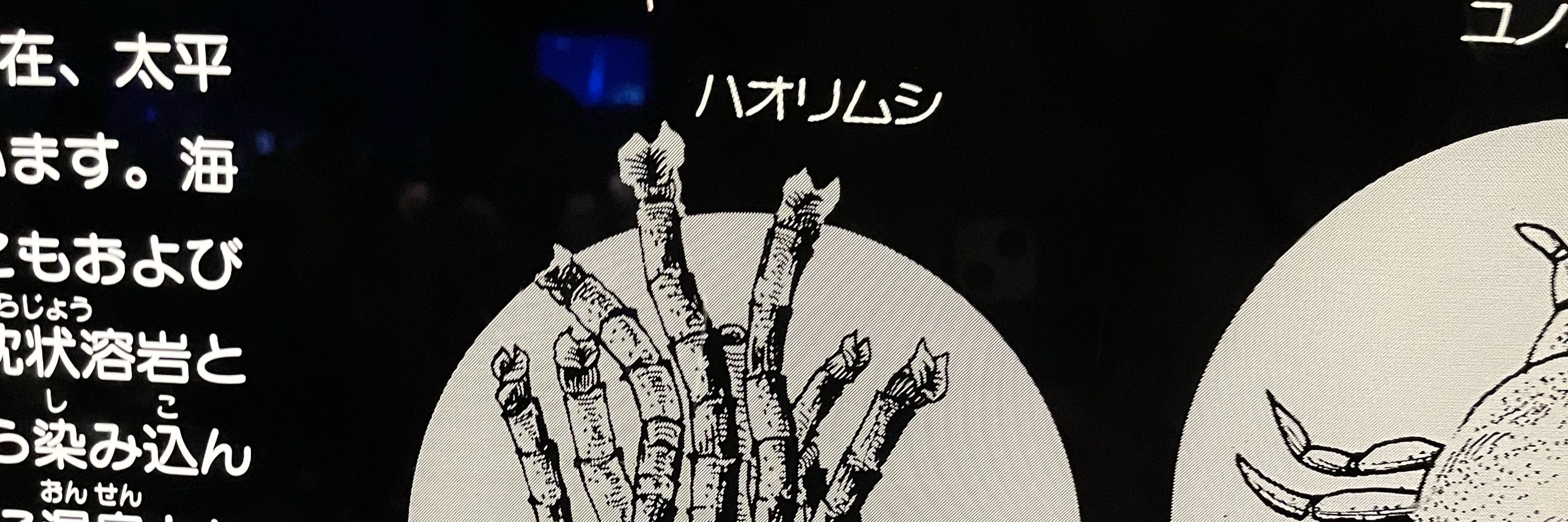 ハワリ