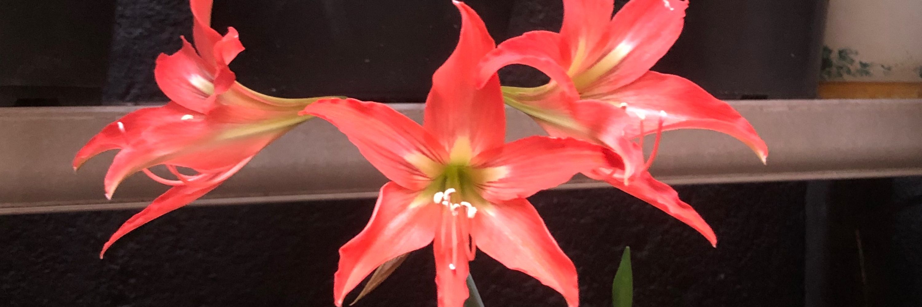 ingridis