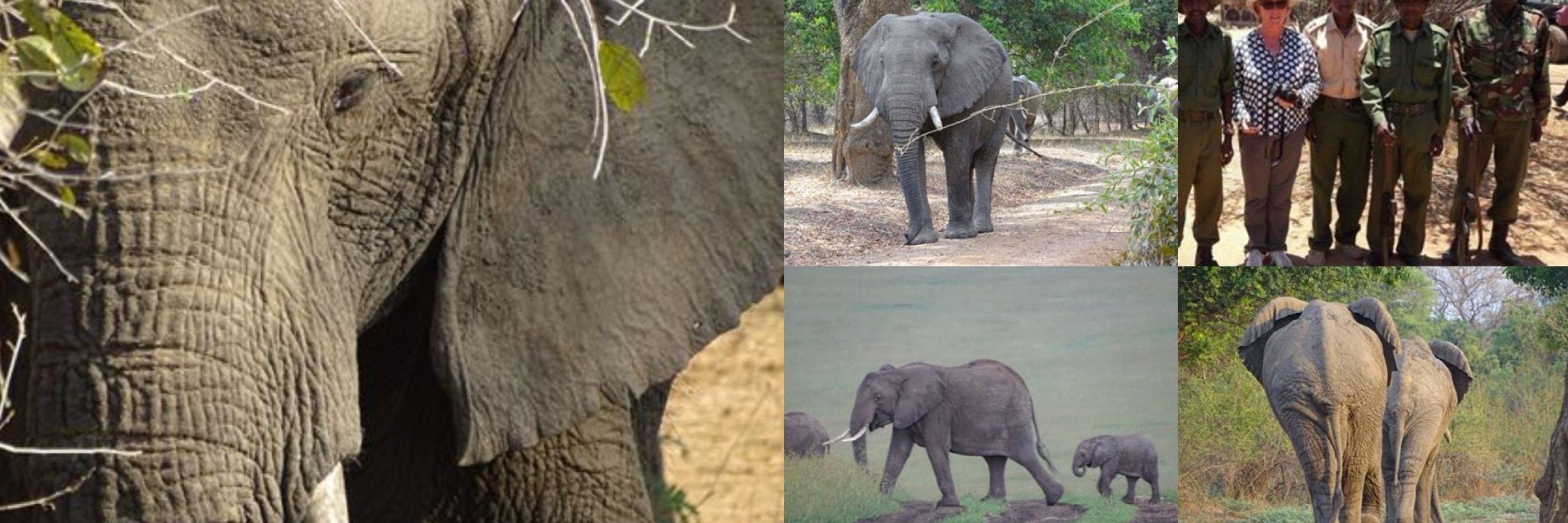 Future for Elephants e.V.