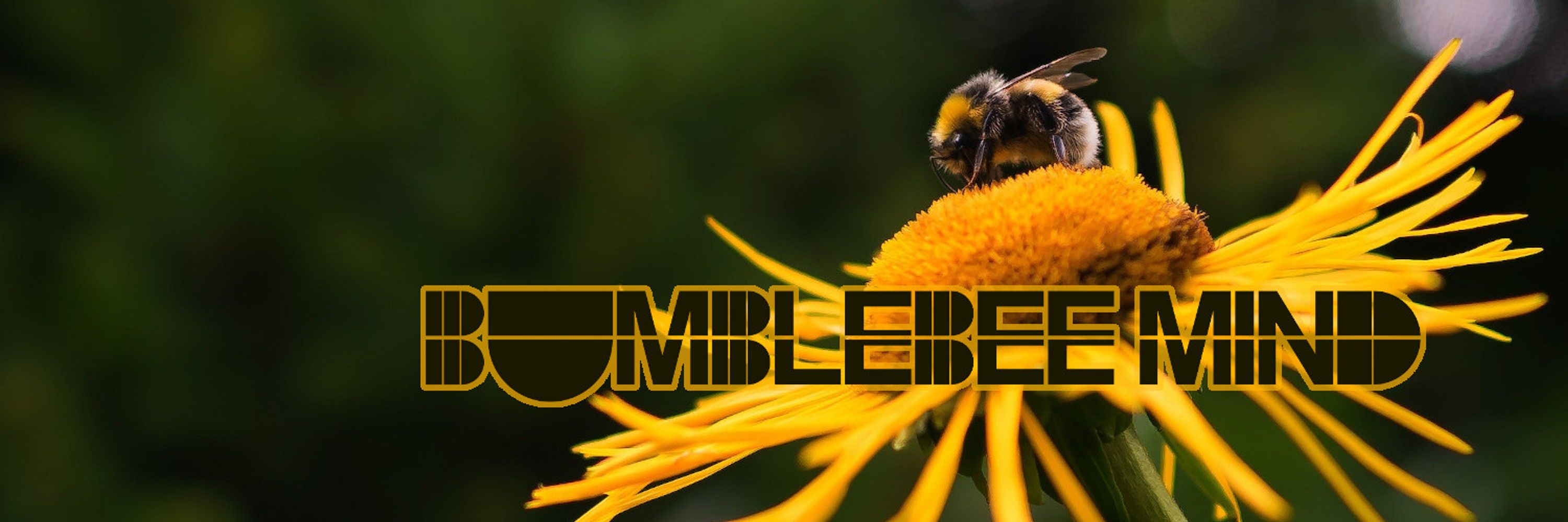 Bumblebee Mind