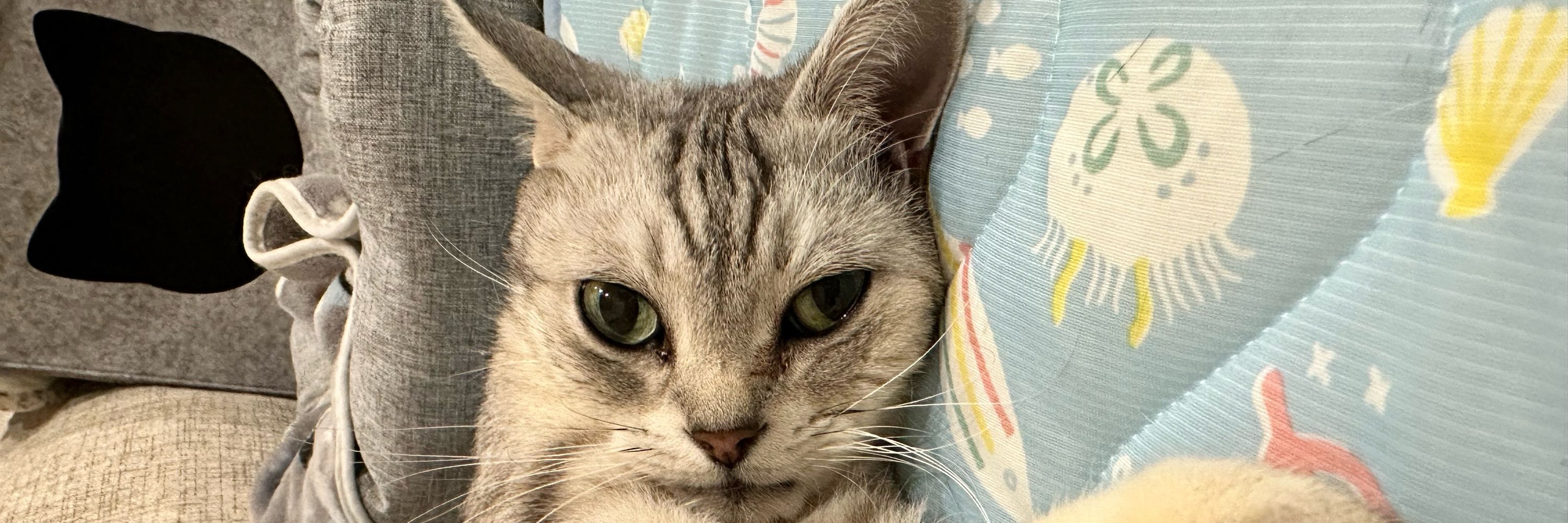 漩涡猫🐈渦巻き猫#213🌴🥥
